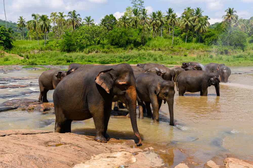 Wiilmut een van de Nationale Parken in Sri Lanka